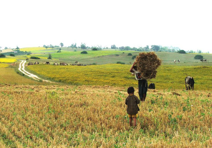 Viaggi Birmania | campi lungo la strada che da kalaw porta al lago Inle